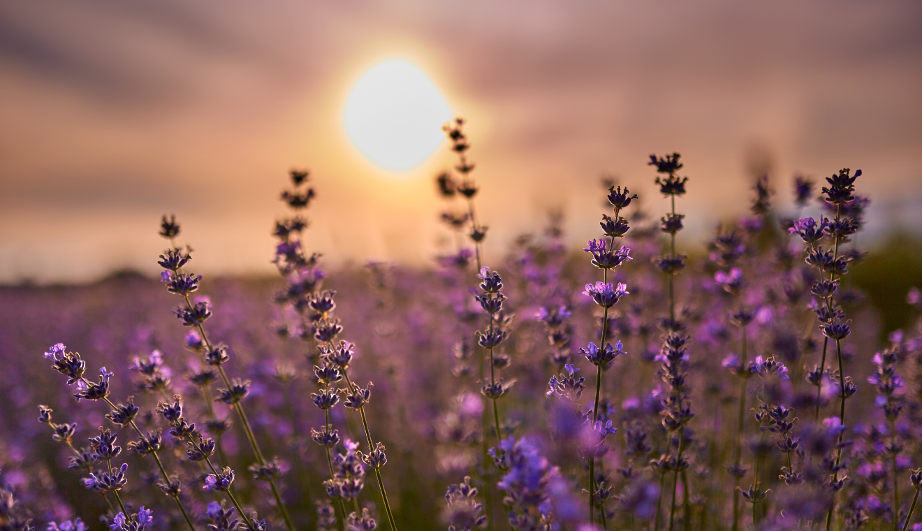 Agua de Flor de Lavanda